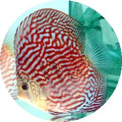 Ultra High Fin Red Turquoise Discus - 3 inch Ultra High Fin Red Turquoise Discus - 3 inch